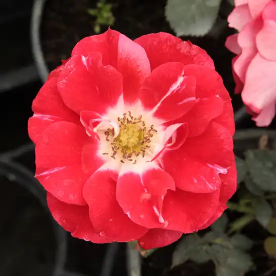 Rosu alb - Trandafiri - Picasso™ - Trandafiri online